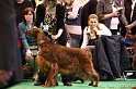 Crufts2011_2 022